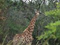 Tall guest